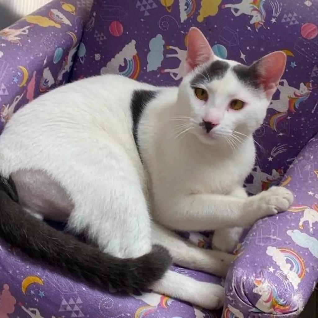 Tony, gato de porte médio para adoção em Santo André - SP