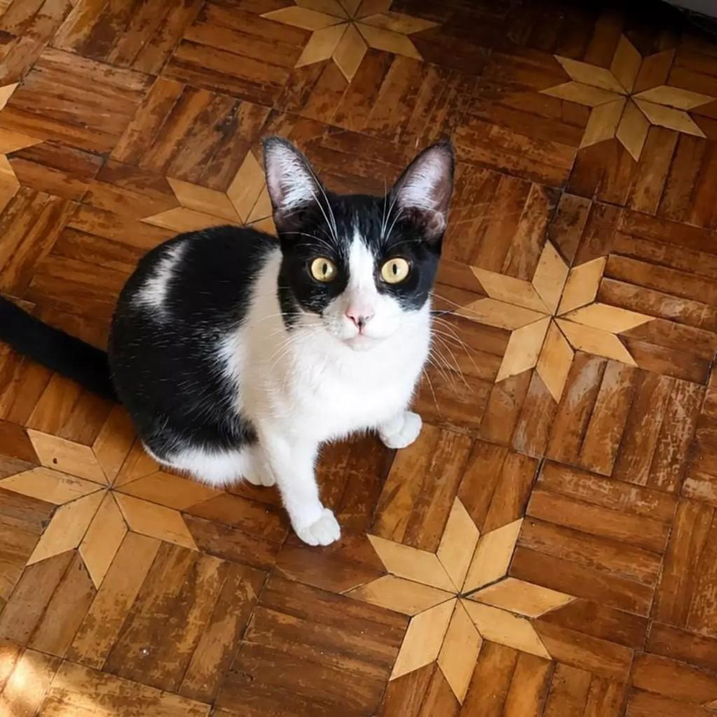 Frajolinha, gata de porte pequeno para adoção em São Paulo - SP