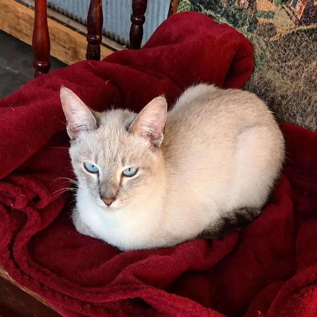 Tito, gato de porte médio para adoção em São Paulo - SP