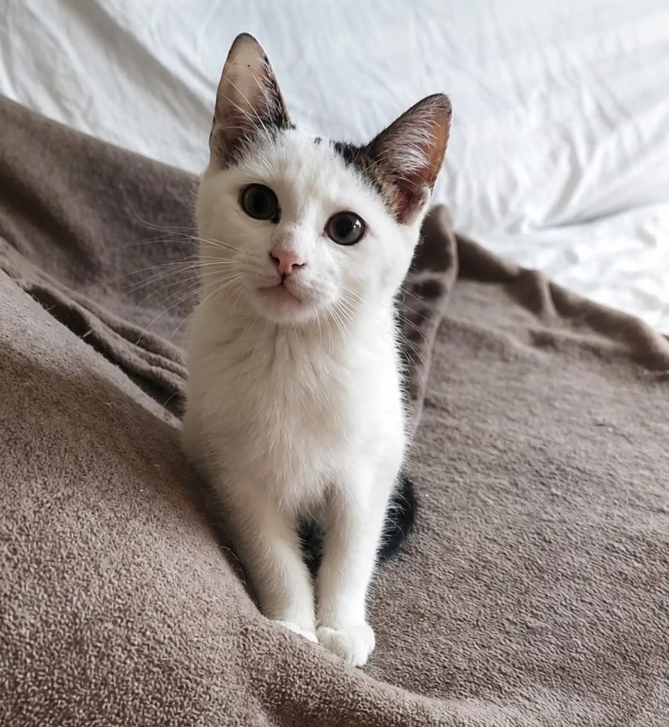 Yasmin, gata de porte pequeno para adoção em São Paulo - SP