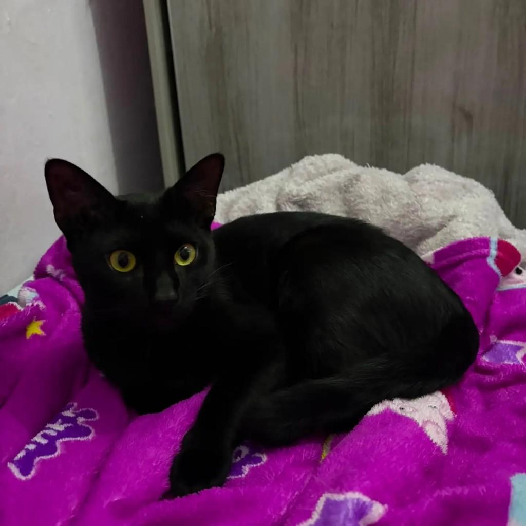 Edgar, gato de porte pequeno para adoção em São Paulo - SP