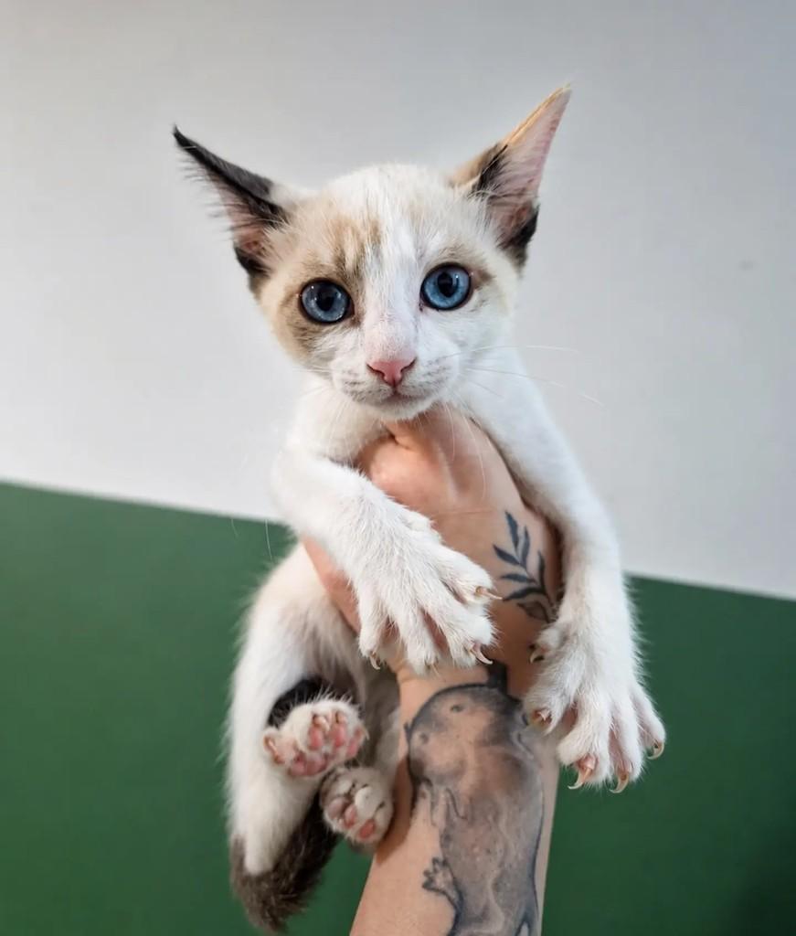 Franciely, gata de porte pequeno para adoção em São Paulo - SP