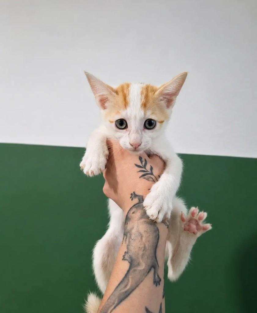 Victor Hugo, gato de porte pequeno para adoção em São Paulo - SP