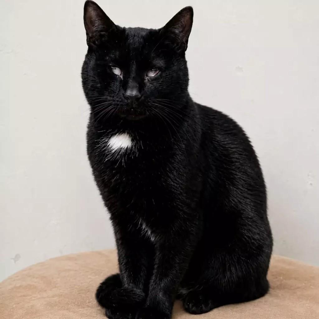 Nestor, gato de porte médio para adoção em São Paulo - SP