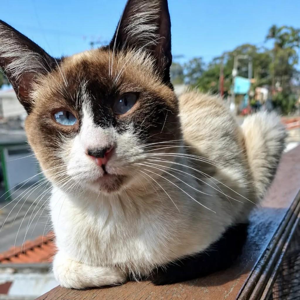 Espirro, gato para adoção em São Paulo - SP