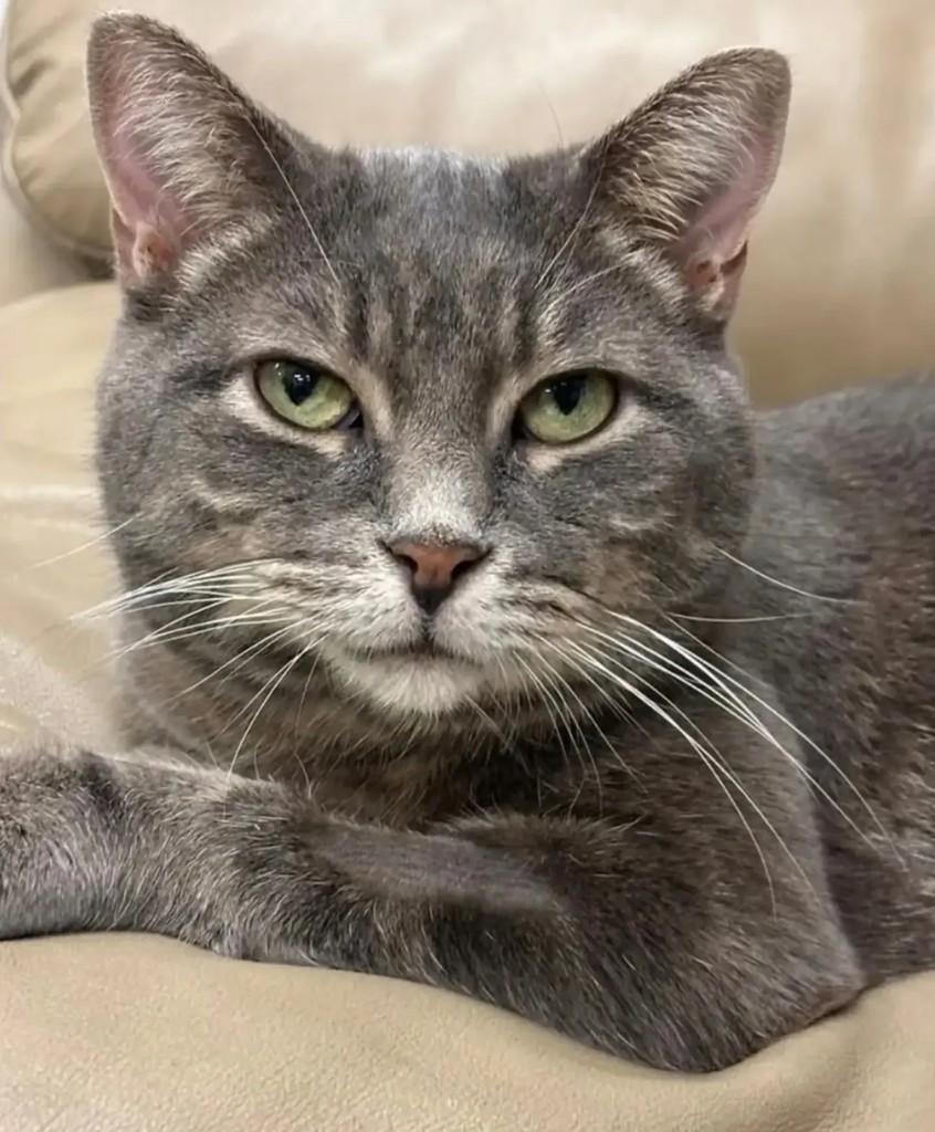 Fifa, gato para adoção em São Paulo - SP