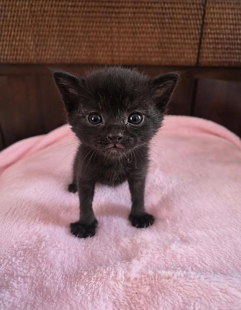 Robespierre, gato de porte pequeno para adoção em São Paulo - SP