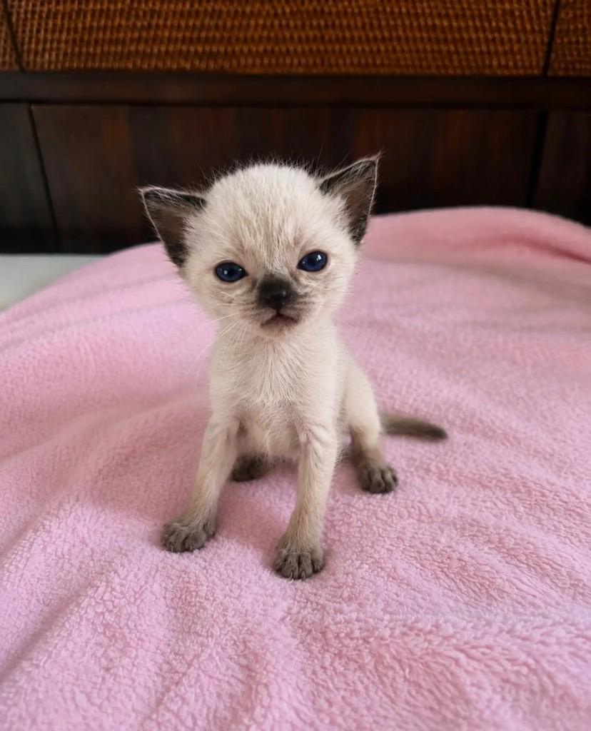 Camila-leopoldinha, gata de porte pequeno para adoção em São Paulo - SP
