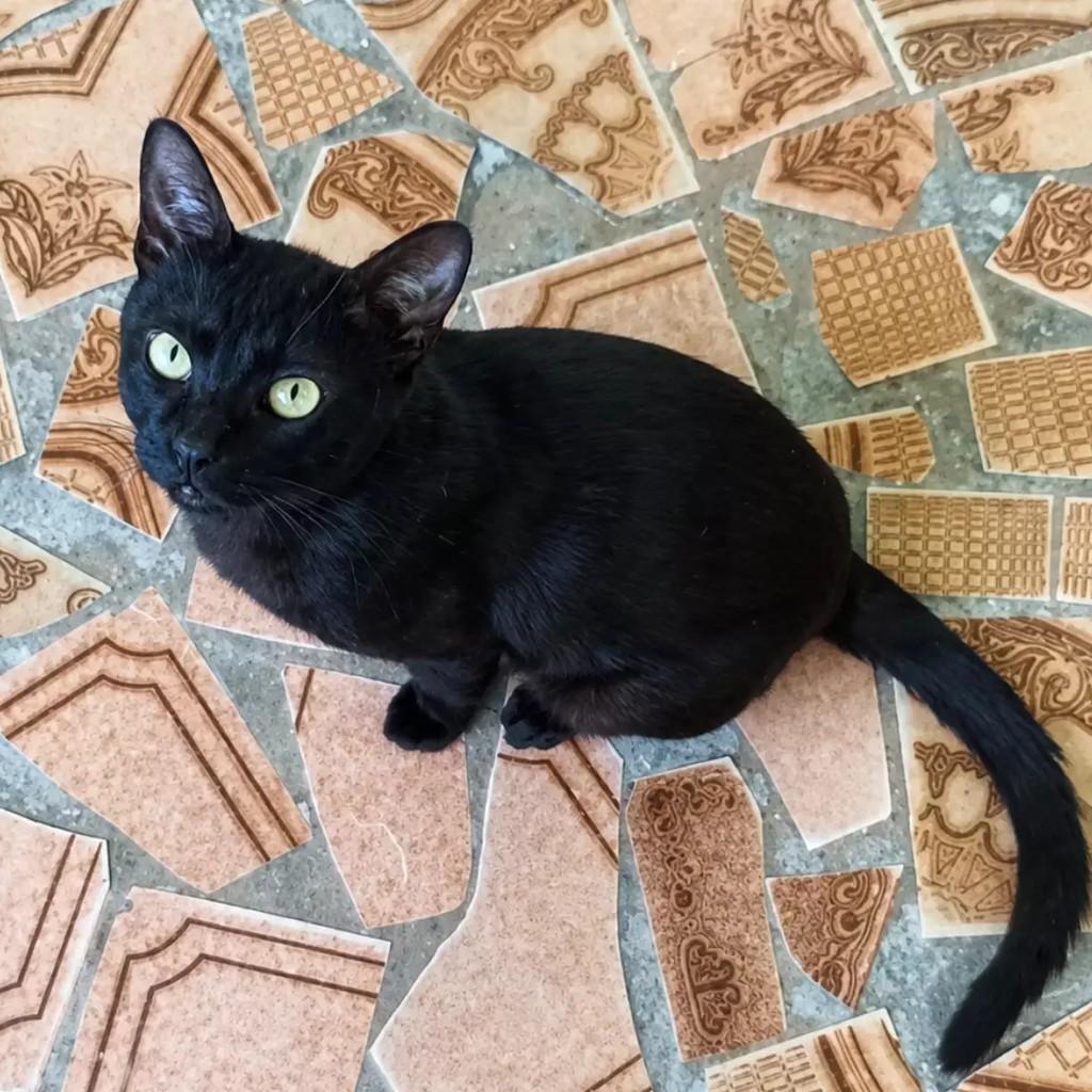 Gabriel, gato de porte pequeno para adoção em São Paulo - SP