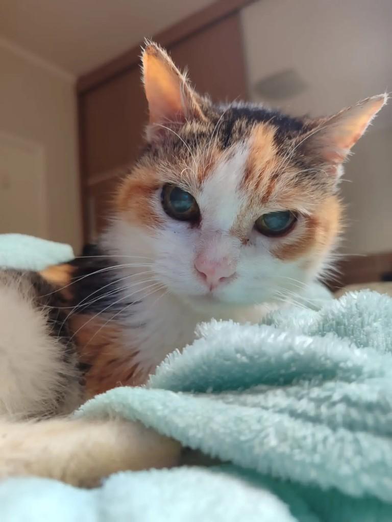 Lorelay, gata para adoção em Osasco - SP