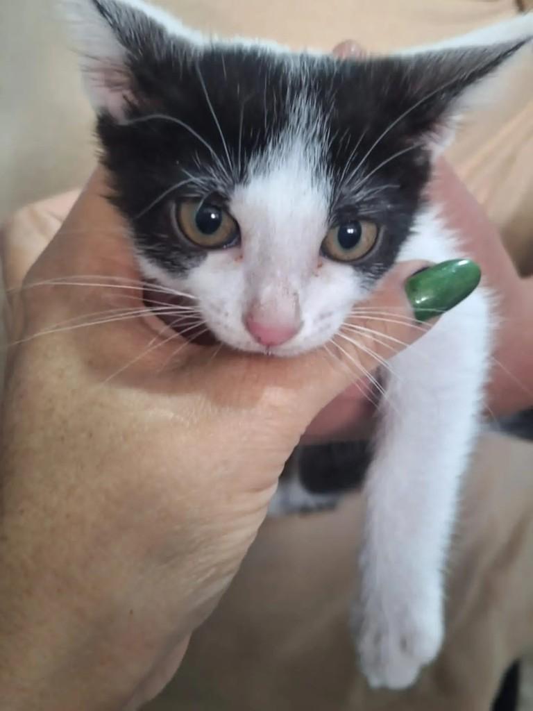 Zimbro, gato de porte pequeno para adoção em São Paulo - SP