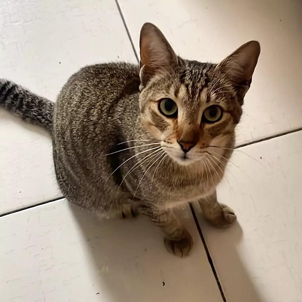 Jafar, gato de porte pequeno para adoção em São Bernardo do Campo - SP