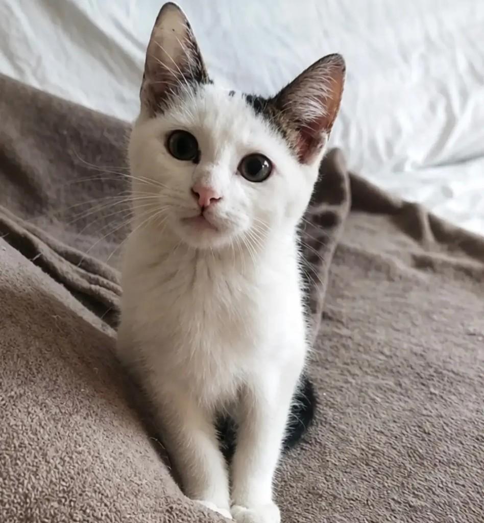 Yang, gato de porte pequeno para adoção em São Paulo - SP