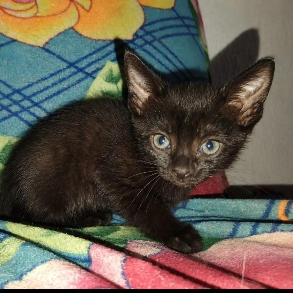 Dracula, gato de porte pequeno para adoção em São Paulo - SP
