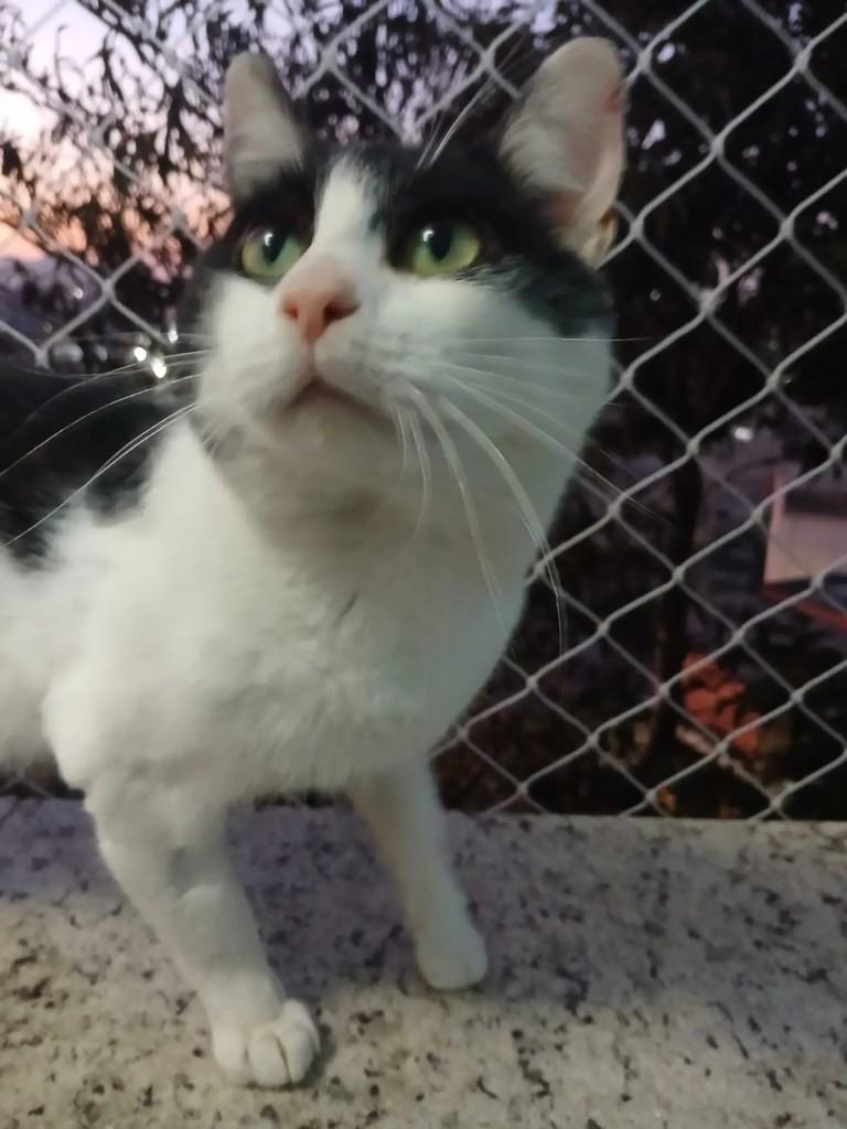 Chamego, gato de porte médio para adoção em São Paulo - SP