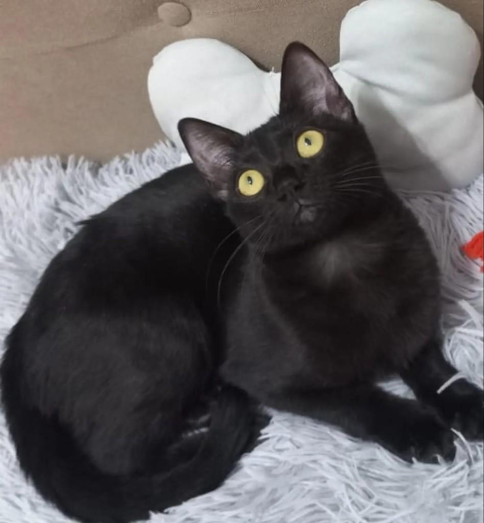 Draculaura, gata de porte pequeno para adoção em São Paulo - SP