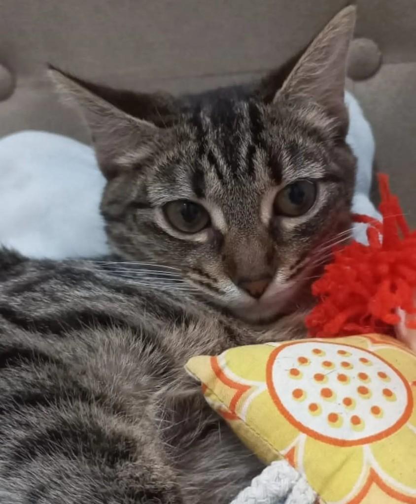 Jasmin, gata de porte pequeno para adoção em São Paulo - SP