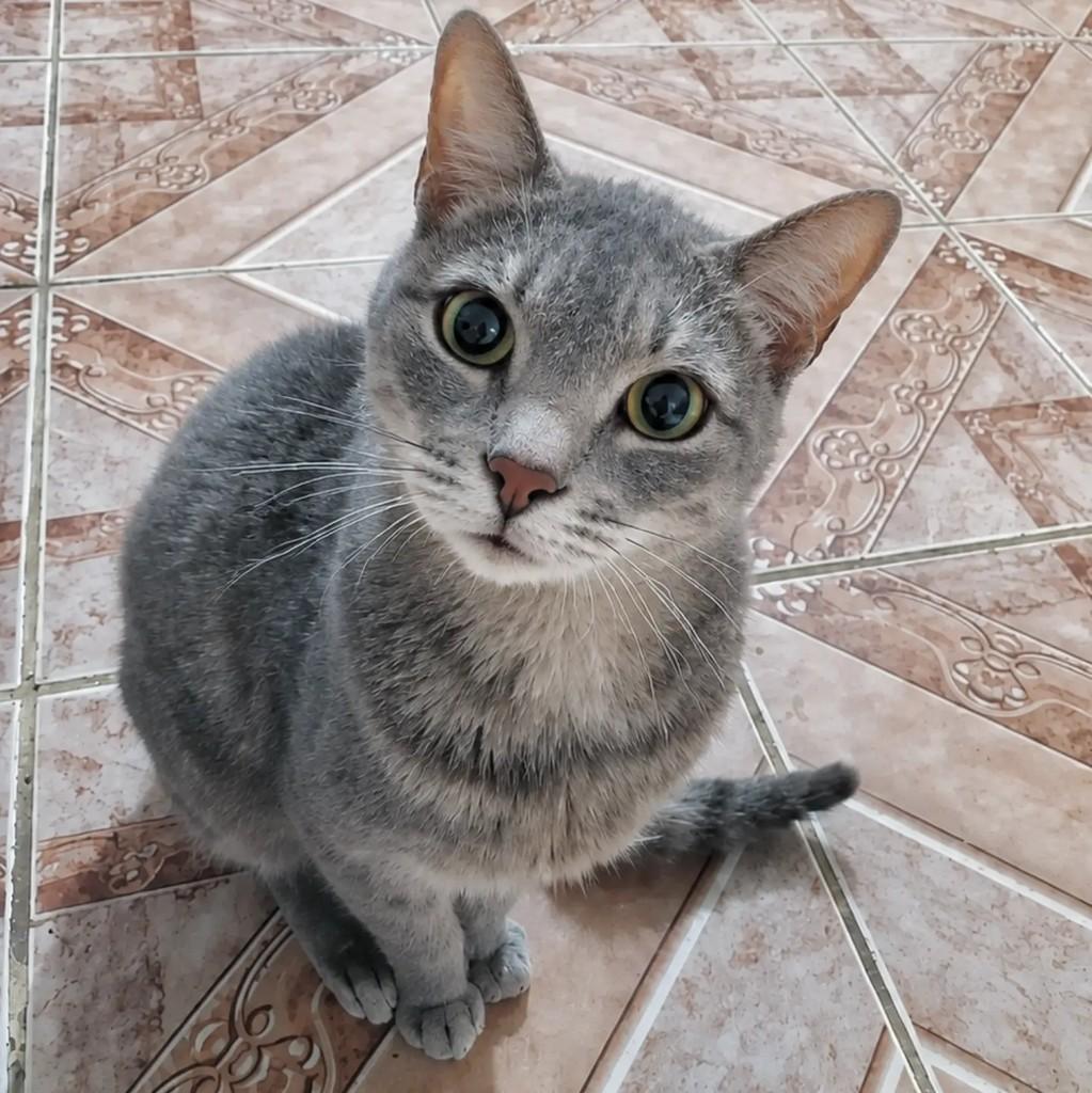 Serena, gata de porte pequeno para adoção em São Paulo - SP