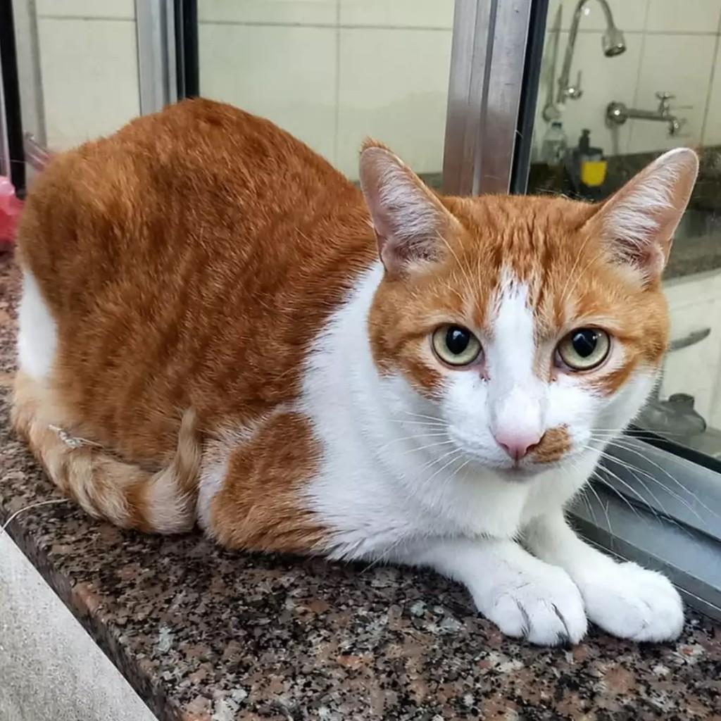 Canguru, gato de porte médio para adoção em São Paulo - SP