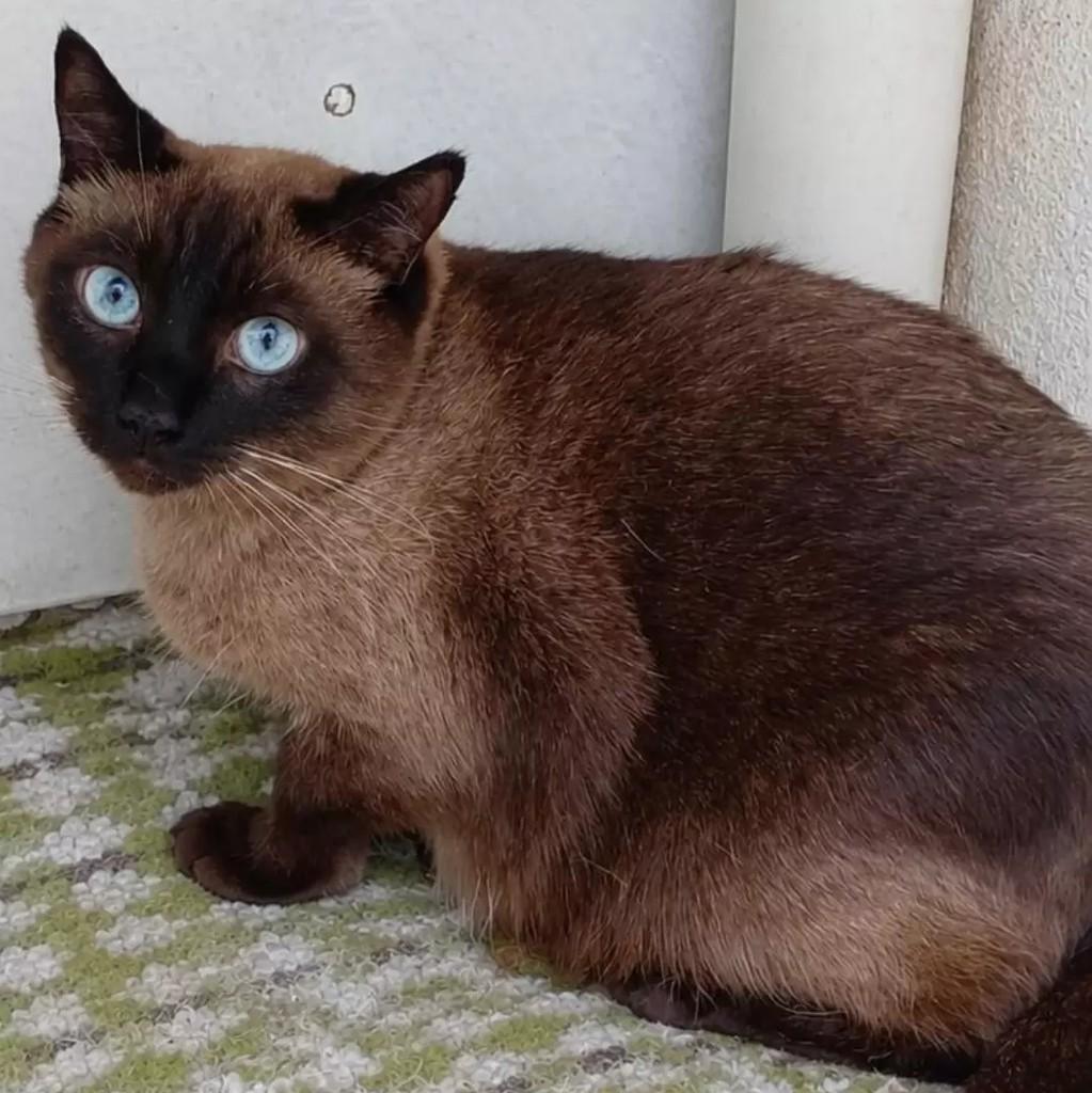 Dominic, gato para adoção em São Paulo - SP