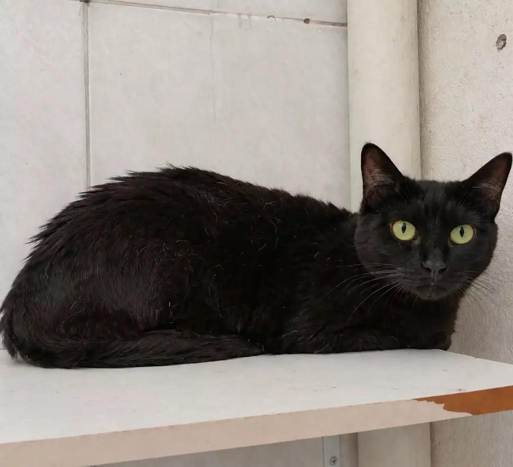 Jack, gato de porte médio para adoção em São Paulo - SP