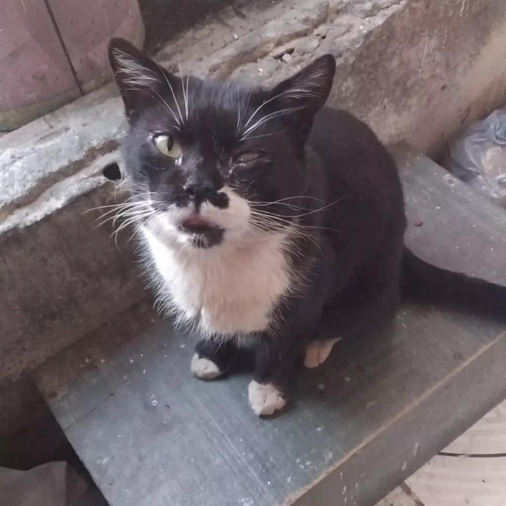 Pirata, gata de porte pequeno para adoção em São Paulo - SP