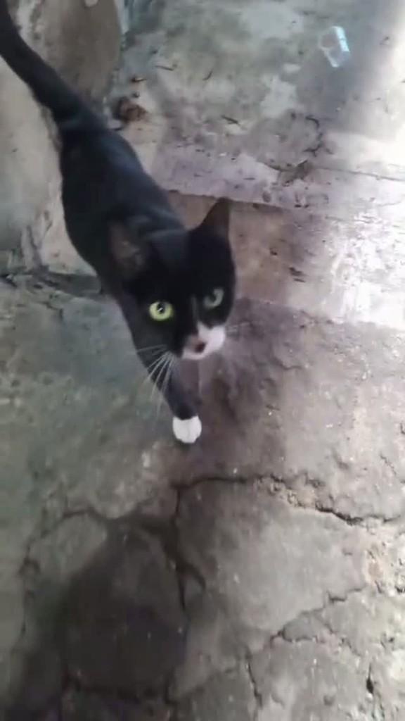 Narizinho, gata de porte médio para adoção em São Paulo - SP