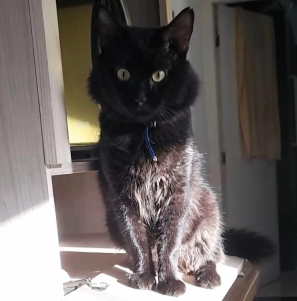 Oreo, gato de porte pequeno para adoção em São Paulo - SP