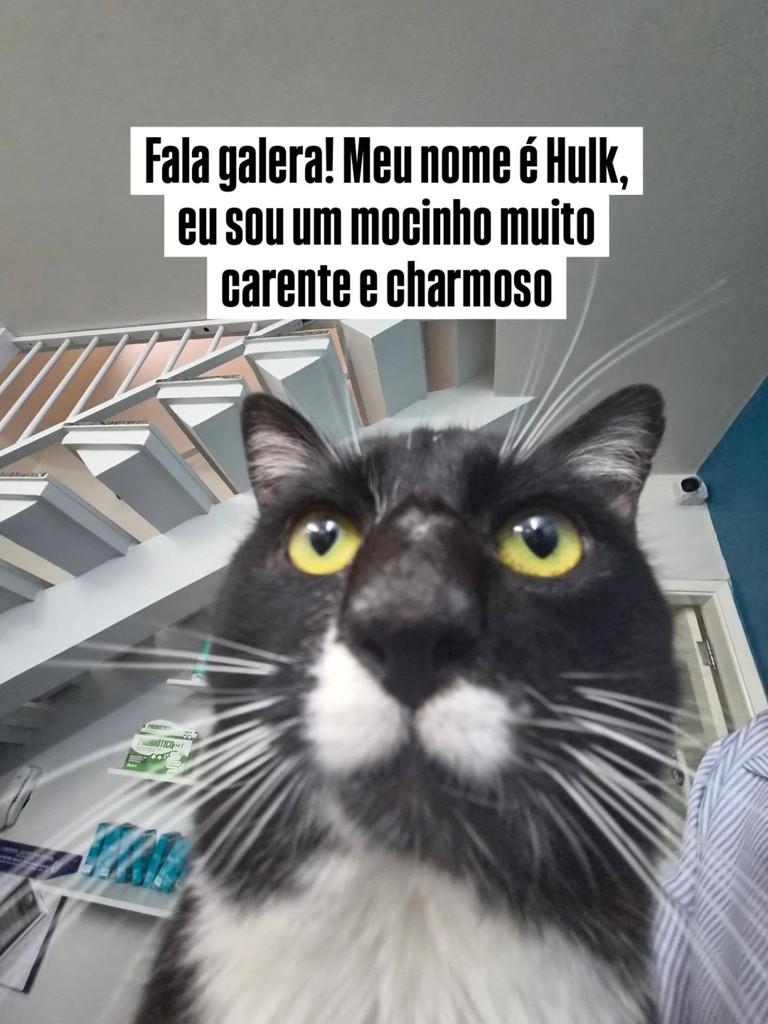 Hulk, gato de porte médio para adoção em São Paulo - SP