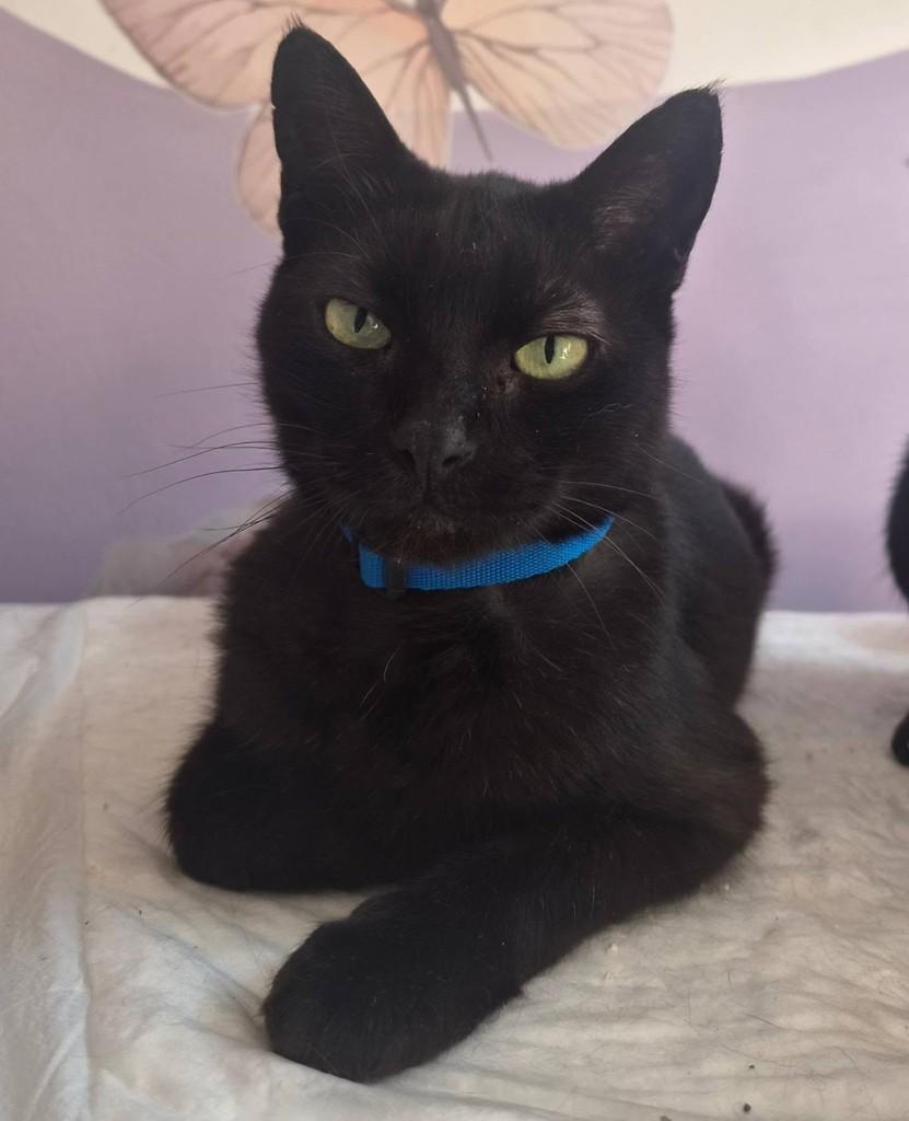 Pretinho, gato de porte médio para adoção em São Paulo - SP