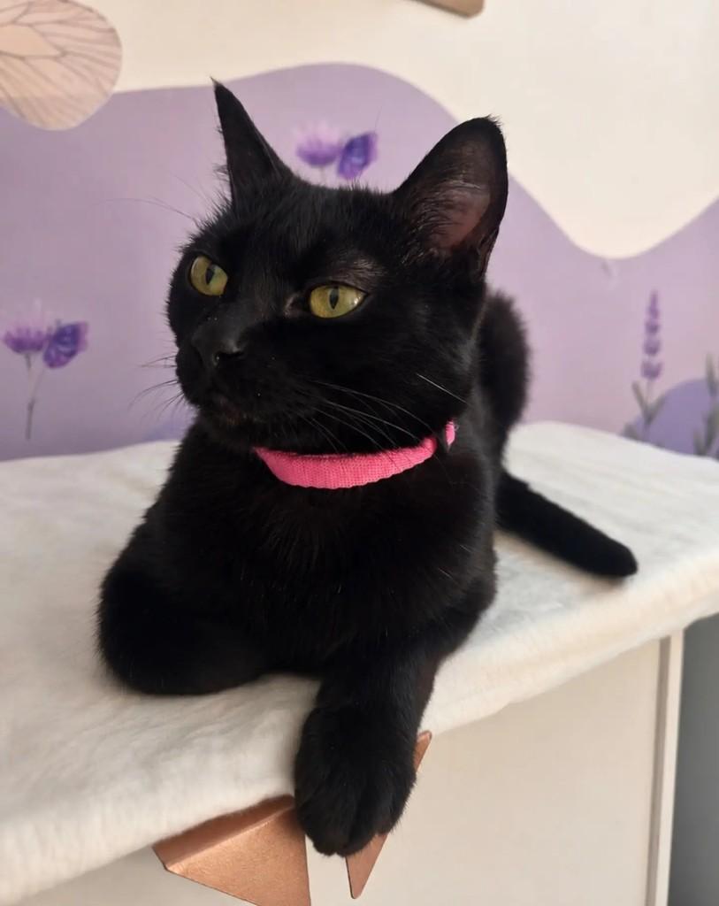 Lindsay, gata de porte pequeno para adoção em São Paulo - SP