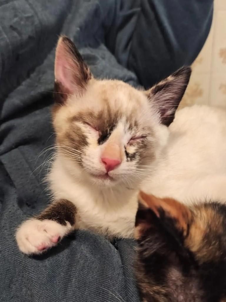 Ken, gato de porte pequeno para adoção em São Paulo - SP