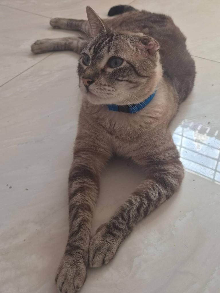 Mike, gato de porte médio para adoção em São Paulo - SP