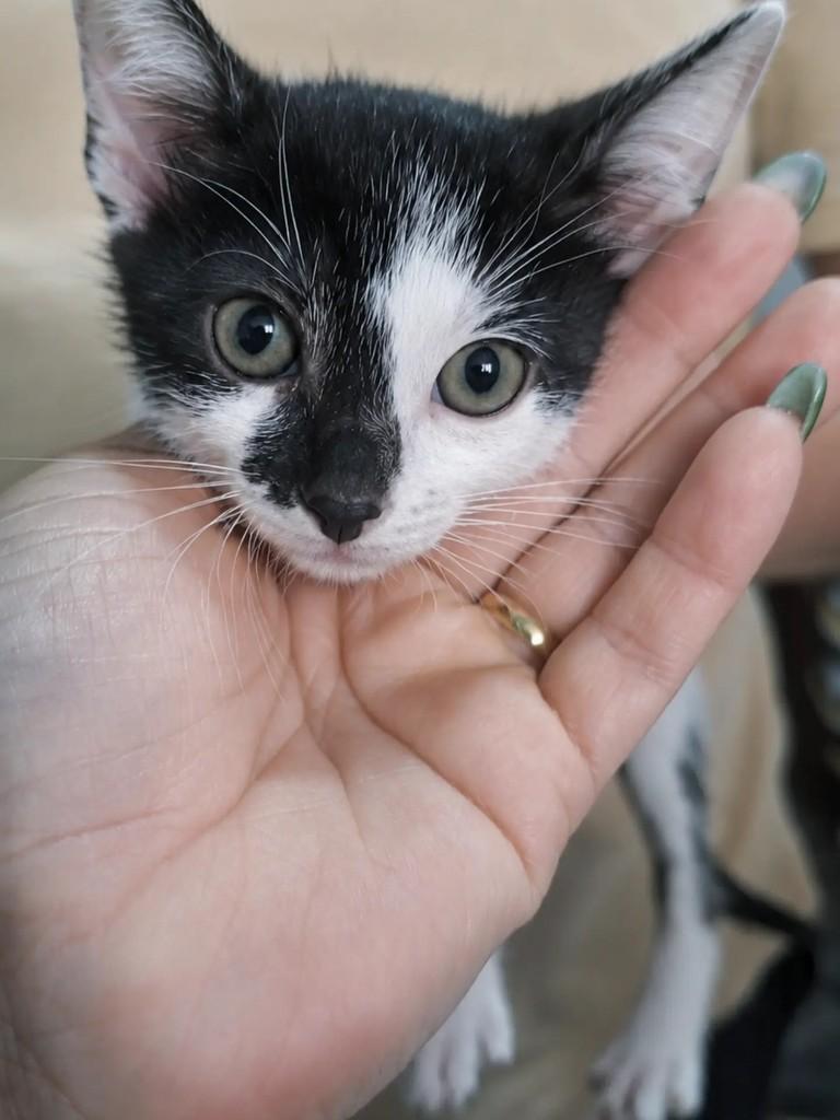 Ludmila, gata de porte pequeno para adoção em São Paulo - SP