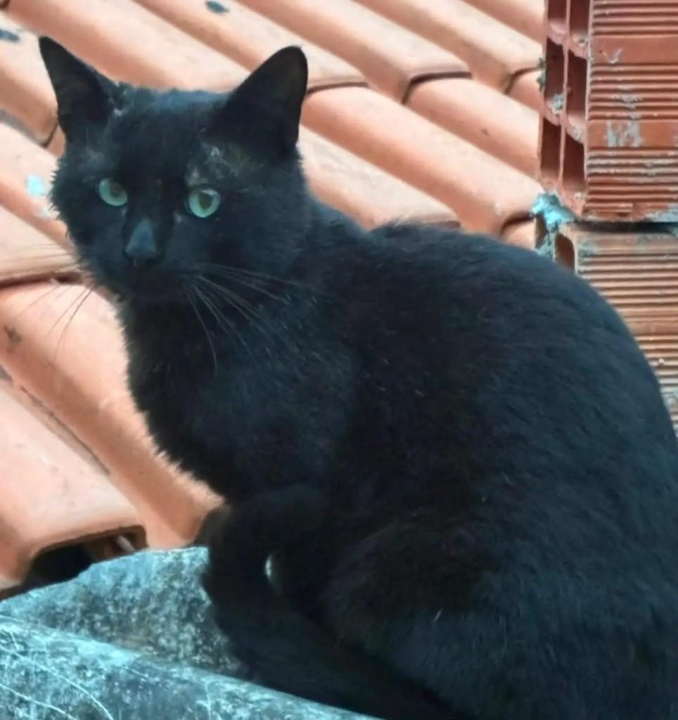 Green, gato de porte pequeno para adoção em São Paulo - SP