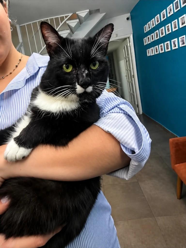 Hulk Costelinha, gato de porte pequeno para adoção em São Paulo - SP