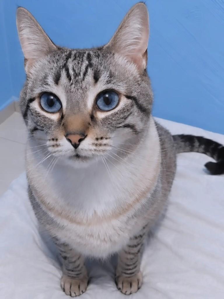 Tigrito, gata de porte médio para adoção em São Paulo - SP