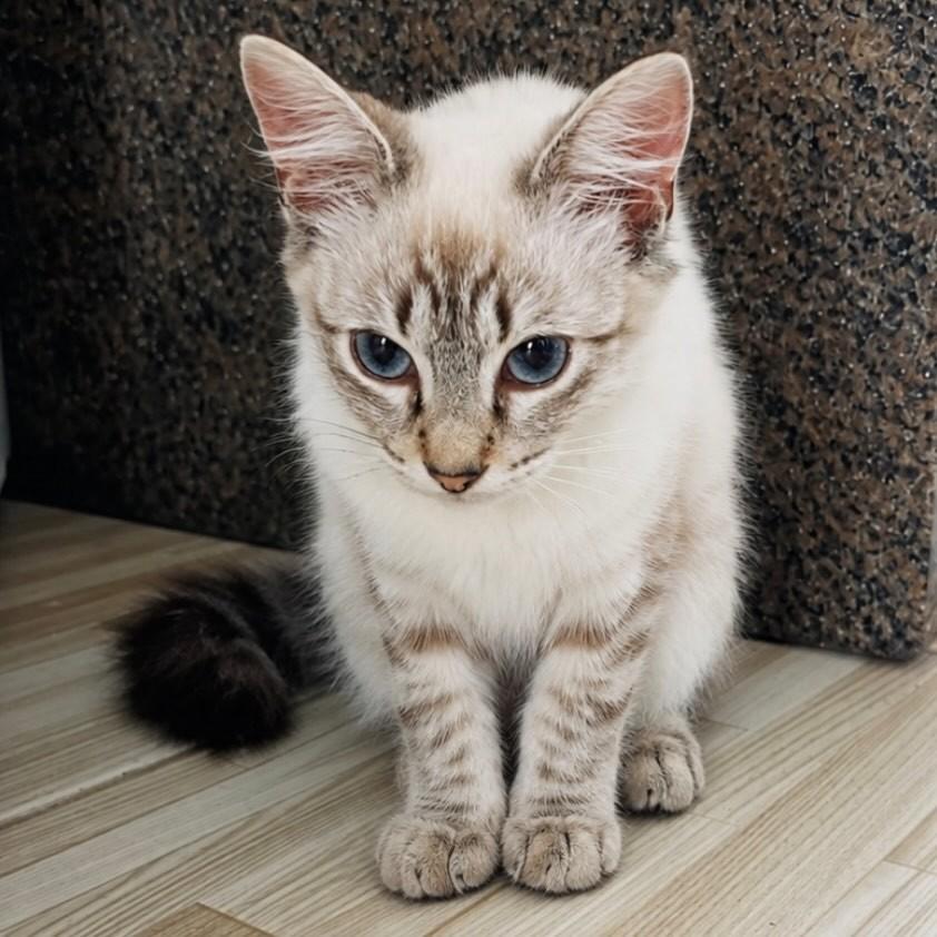 Charles, gato de porte pequeno para adoção em São Paulo - SP