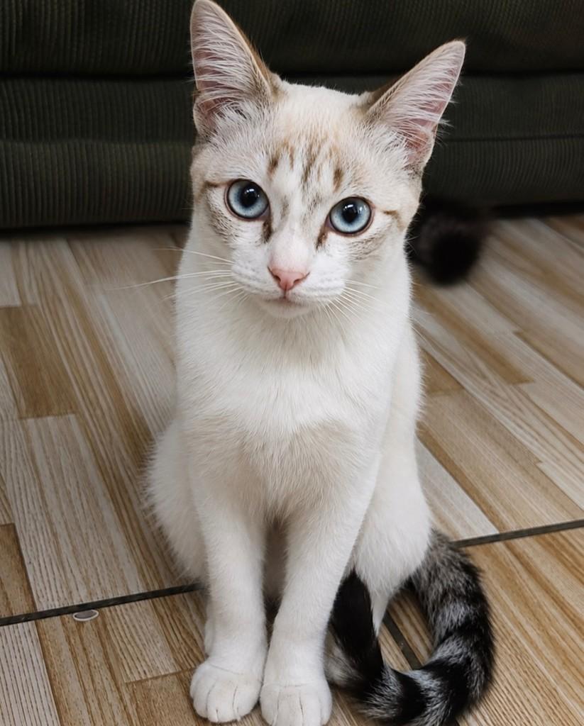 Mística, gata de porte pequeno para adoção em São Paulo - SP