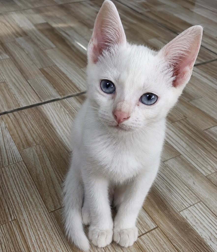 Tempestade, gata de porte pequeno para adoção em São Paulo - SP
