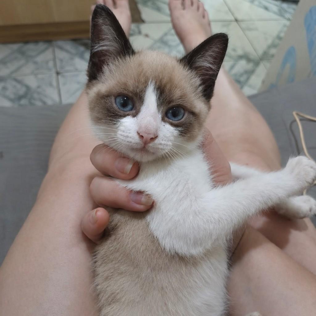 Noturno, gato de porte pequeno para adoção em São Paulo - SP