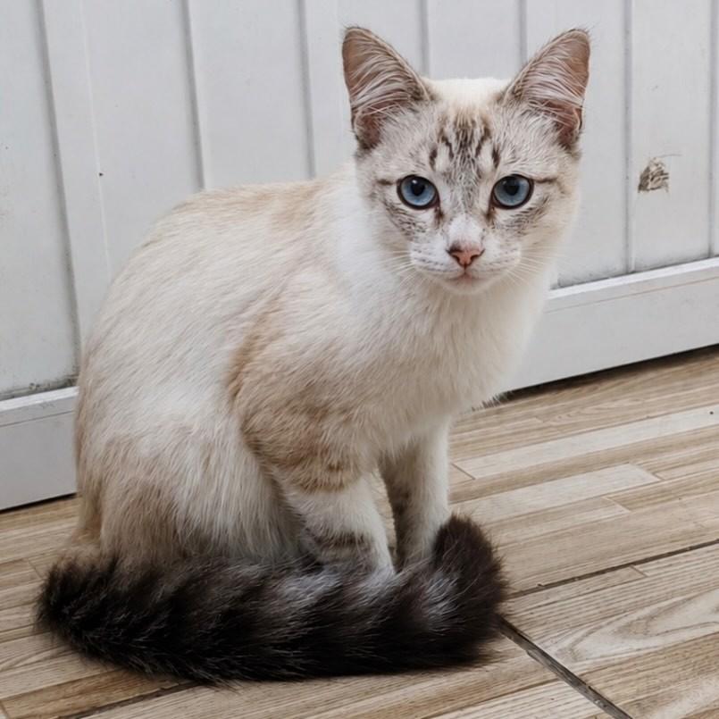Magneto, gato de porte pequeno para adoção em São Paulo - SP