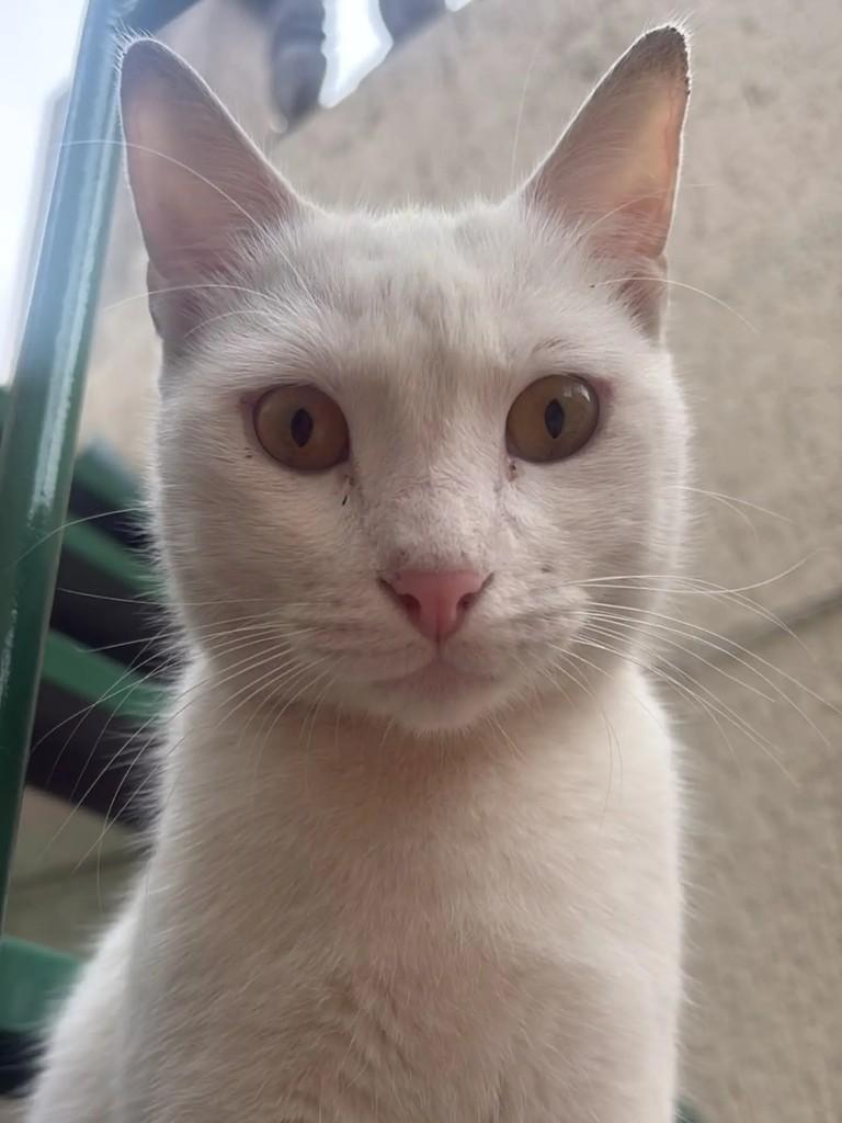 Eduard, gato para adoção em São Paulo - SP