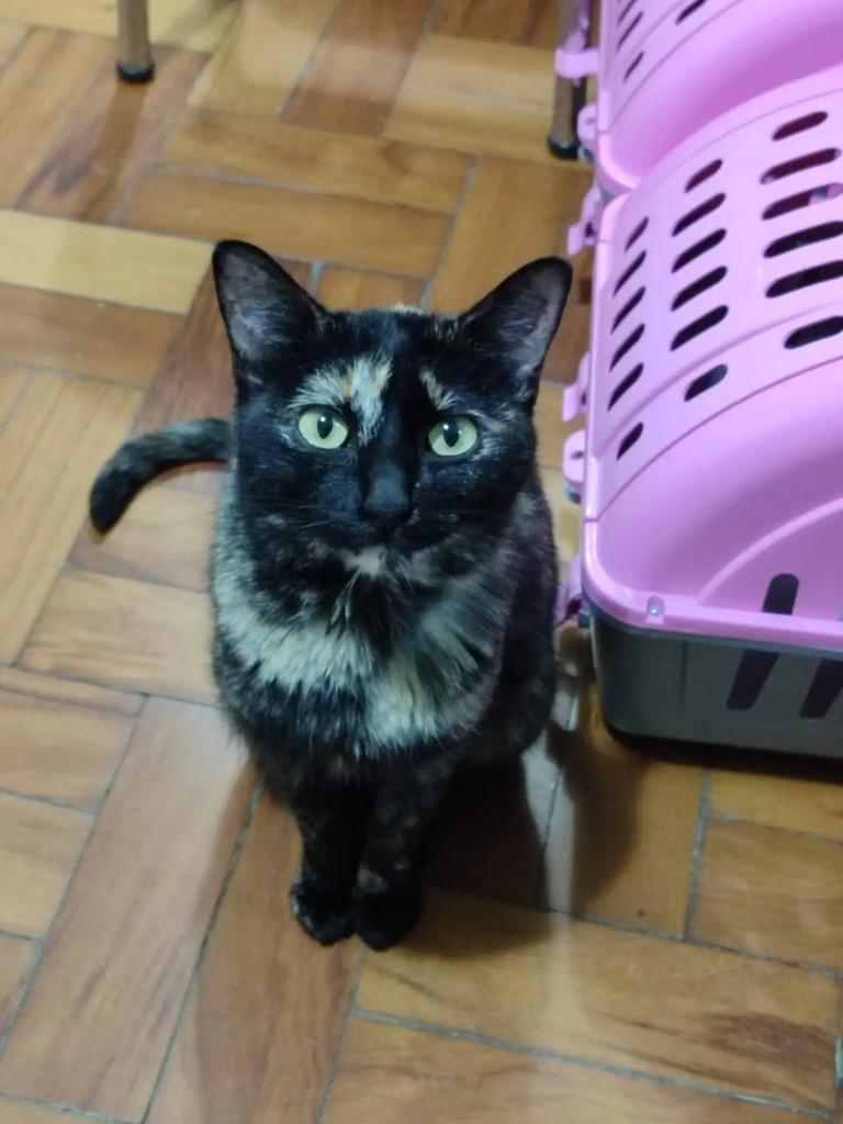 Tiramissu, gato de porte pequeno para adoção em São Paulo - SP