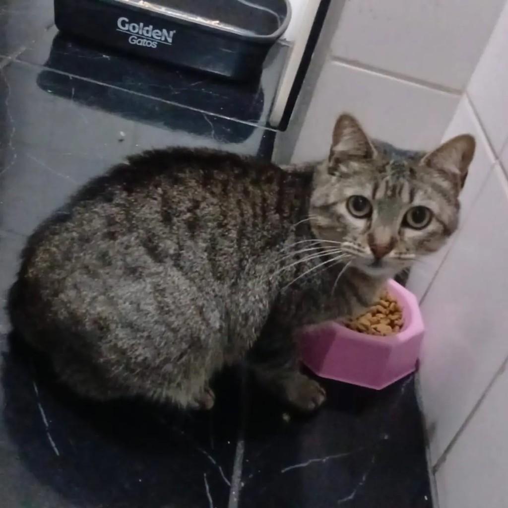 Dafne, gata de porte pequeno para adoção em São Paulo - SP