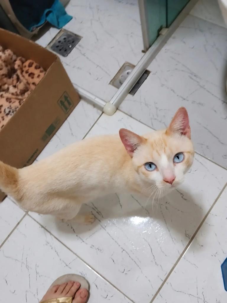 Simon, gato de porte pequeno para adoção em São Paulo - SP