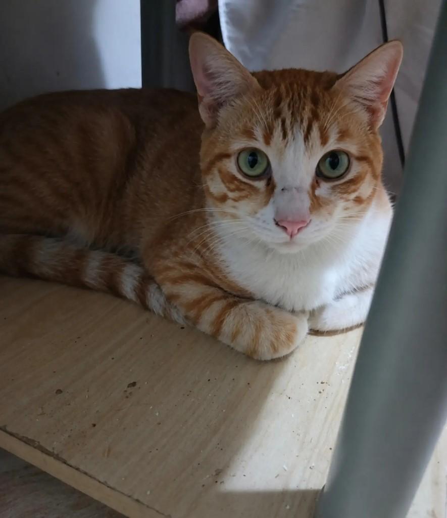 Ruivo, gato de porte pequeno para adoção em São Paulo - SP