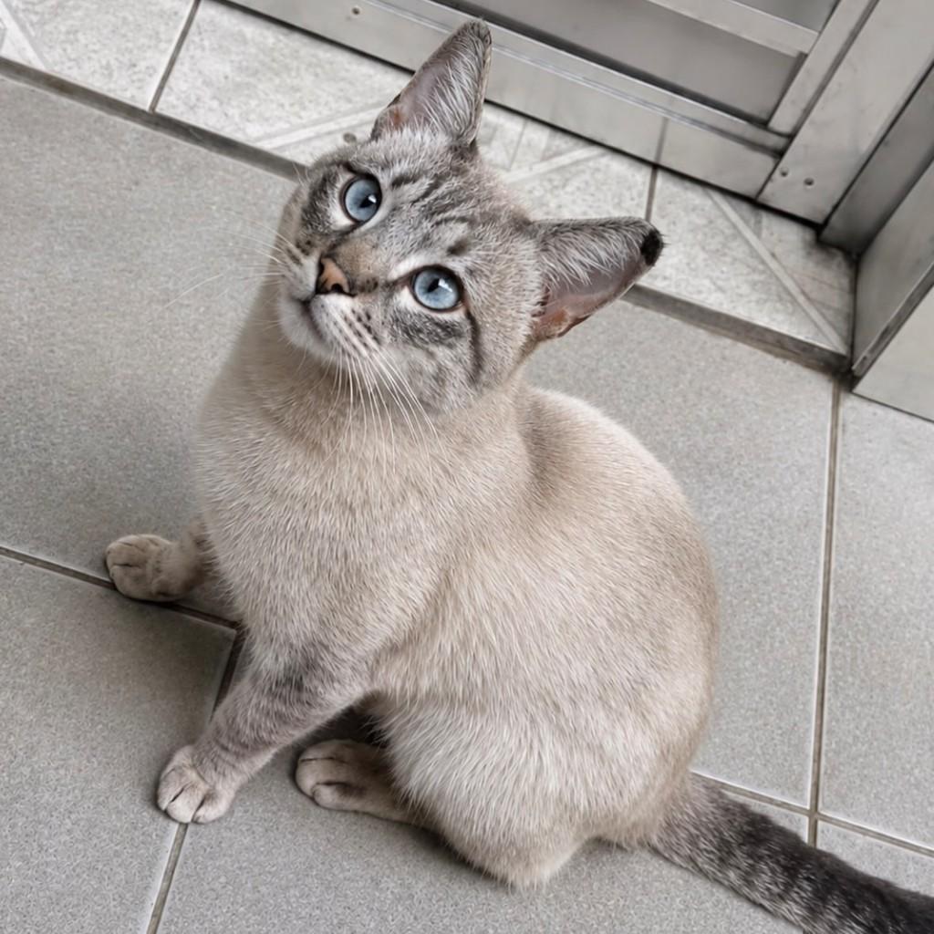Scar, gato de porte pequeno para adoção em São Paulo - SP