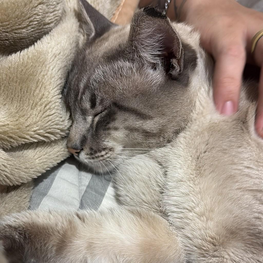 Scar, gato de porte pequeno para adoção em São Paulo - SP — foto 2 de 3