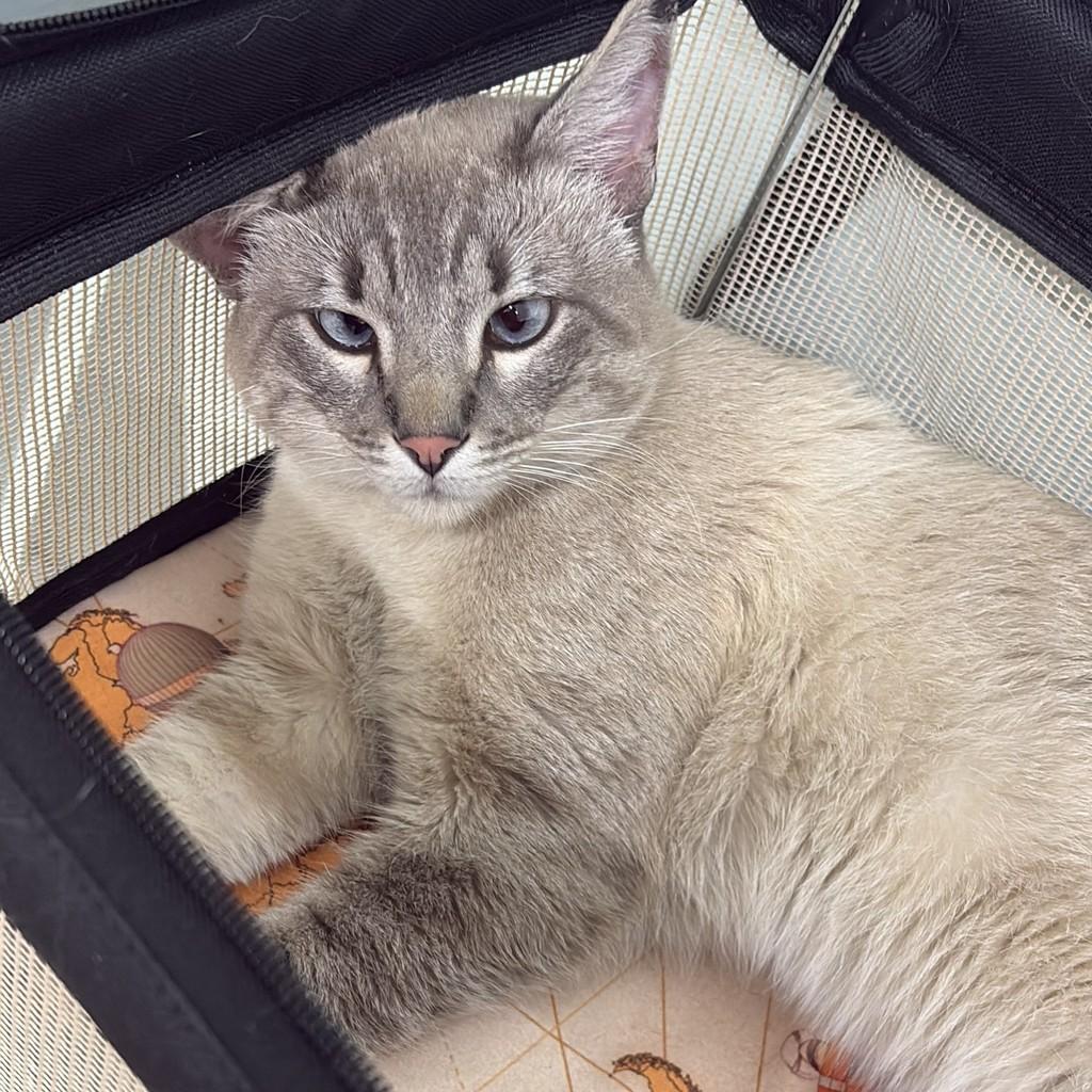 Scar, gato de porte pequeno para adoção em São Paulo - SP — foto 3 de 3